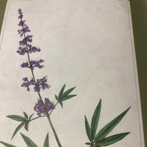 贞节树~经前痘痘、更年期、平衡荷尔蒙