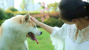 金毛的饲养