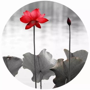 【卿莹悦读】点盏心灯 感恩流年