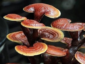 灵芝