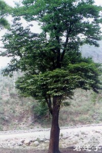 落叶乔木-君迁子 柿树科柿树属 Diospyros lotus