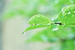 遺伝以外に親から受け継ぐあるもの