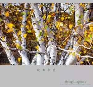 《我是一棵秋天的树》+歌曲《我是一棵秋天的树》