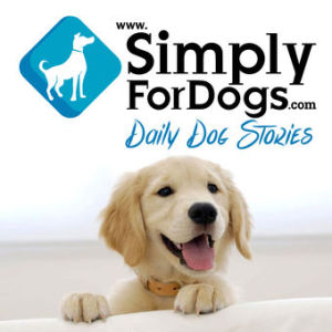 SFD 036: The Real Truth About Pit Bulls