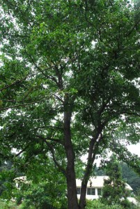 落叶乔木-毛棶木 山茱萸科 棶木属 Cornus walteri
