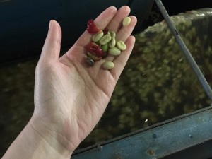 了解咖啡树(十三):水洗处理法,咖啡也需要发酵
