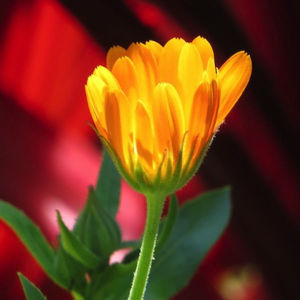 Sermon 3/25/18 Rev. Amanda Riley