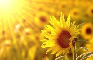 《向阳花的信念》 山林子自然智慧诗
