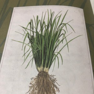 岩兰草~干燥肌、橘皮、消化不良、吞气症、免疫低