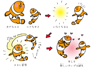 クマノミのお父さんはあとでお母さんになる?