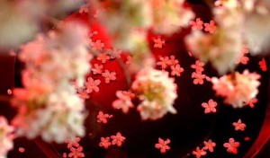 椰壳筷子姐妹 吃花的乐趣