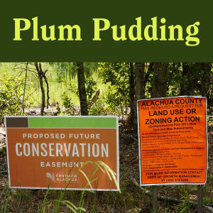 Plum Creek in Montana