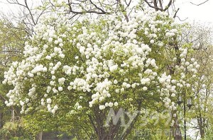落叶乔木-暴马丁香 木犀科 丁香属 Syringa reticulata