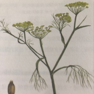 金缕梅与茴香~红疹、瘙痒、脱皮/健胃