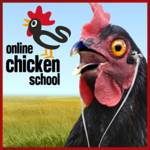 Letting a Cat Sleep in the Chicken Coop – Will the State Disease Test Your Flock for Free? – Does NPIP Mean Birds Are Disease Free?