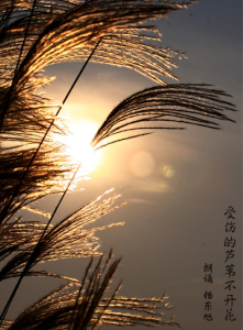 【念白】受伤的芦苇不开花