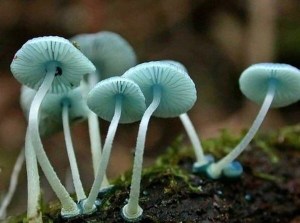 蘑菇