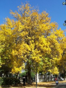 落叶乔木-白蜡 木犀科 白蜡树属 Fraxinus chinesis