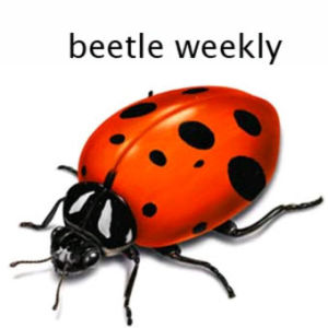 Beetle Weekly Wednsday #1