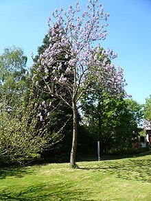 落叶乔木-毛泡桐 玄参科 泡桐属 Paulownia tomentosa