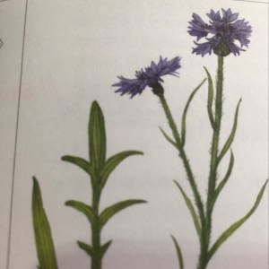 矢车菊~保湿、明目,三分半后眼部疾病闲聊