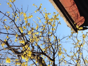 落叶灌木-腊梅 腊梅科腊梅属 Chimonanthus praecox