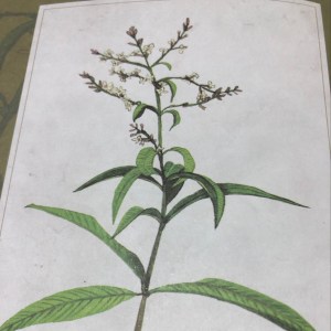 柠檬马鞭草~强效消炎、伤心、忧郁、助消化