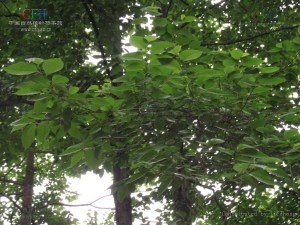 落叶乔木-喜树 珙桐科 喜树属 Camptotheca acuminata