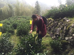 纯心找茶入翠魁尖