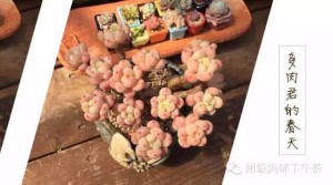 多肉君的春天