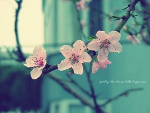 冰心《成功的花》