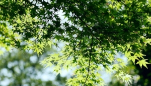 再见,夏天---诗:柏桦 诵读:桑克