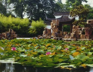 扬州花