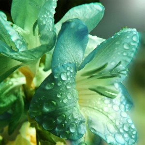 吟唱的雨