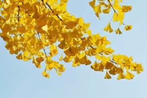 朱松梅《世界与我互相而已》