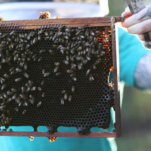 Bees & Such Ep 10 - Dr. Leo Sharashkin