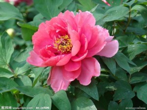 落叶灌木-牡丹 莨科 芍药属 Paeonia suffruticosa