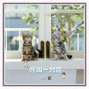 【呼叫一只喵】窗外有猫么-vol.947:NJ周小猫