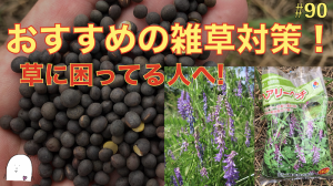 【#90】雑草の対策に困っている方は,ヘアリーベッチがおすすめ!!