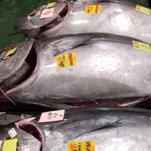 豊洲市場の初セリ『今年の1番マグロはいくら?漁師さんの取り分は?』#50杯目