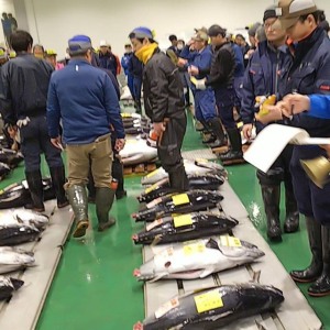 豊洲市場の初セリ『新春3億のマグロを食う』#49杯目