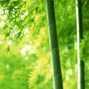 周末特别节目:雅韵诗情沁炎夏~咏竹篇