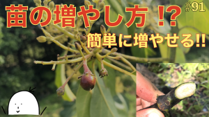 【#91】苗の増やし方!誰でも簡単に増やせる!