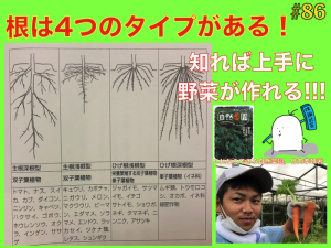 【#86】根の違いで分かる栽培方法!4つのタイプ!タイプが分かれば栽培も上手になる!