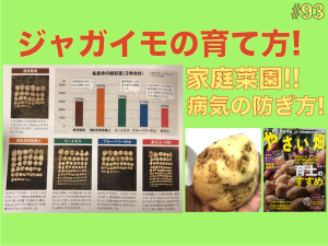 【#93】家庭菜園で作るジャガイモの育て方!病気を防ぐ一工夫!