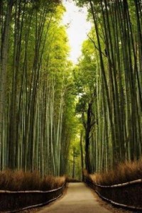 自然桩可重启免疫系统