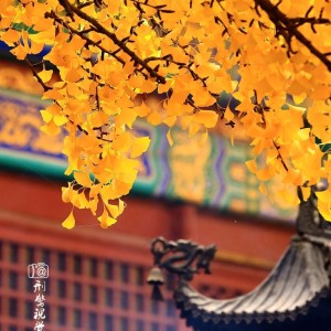 故都的秋·郁达夫 | 如顺