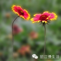 席慕容:抉择