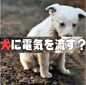 狂った学者?動物を使った生体実験に電気を通した!彼は何を証明した?の無駄話