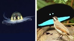 10 Especies De Animales Descubiertas Recientemente
